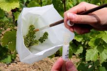 Un technicien du du Comité Champagne, ex-CIVC (Comité interprofessionnel du Vin de Champagne), fait un prélèvement sur du vignoble à Epernay, le 18 juin 2019
