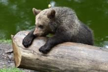 L'ourson en difficulté, capturé en Ariège après avoir perdu sa mère et qui s'était échappé lundi de l'enclos où il était soigné dans le Tarn, a été retrouvé et placé "en lieu sûr"