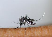 Un moustique tigre (Aedes albopictus), sur une image diffusée le 26 mars 2013 par l'Entente interdépartementale pour la démoustication du littoral méditerranéen (EID Méditerranée)