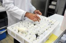Des produits laitiers "Pur brebis du Lochois" de la société Froidevaux Cornuet font l'objet d'une procédure de retrait après la mise en évidence de salmonelle