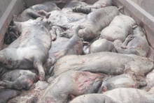 Des cadavres de cochons en décomposition dans une vidéo de L214