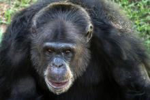 Une chimpanzée dans le sanctuaire pour grands primates de Sorocaba à 100 km de Sao Paulo, au Brésil,