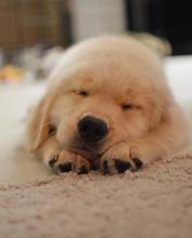 Golden retriever Instagram Journée mondiale du chien