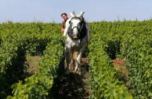 Julie de Sousa travaille avec son cheval "Vidoc" dans les vignes familiales, le 22 juillet 2019 à Avize, dans la Marne