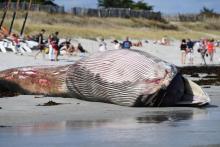 Une baleine échouée sur la plage de Penmarc'h le 13 août 2019