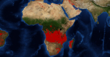 L'Afrique centrale est confrontée à des incendies de forêts.
