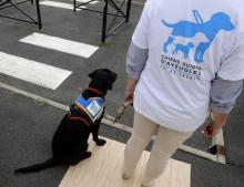 Un guide entraîne un chien d'aveugle dans un centre spécialisé à Courbert, près de Paris, le 16 septembre 2016.