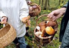 Des ramasseurs de champignons en forêt de Clairmarais dans le Pas-de-Calais, le 20 octobre 2012