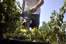 Après les droits de douane à 25% annoncés par les États-Unis sur le vin français, la viticulture bourguignonne a le sentiment d'être la victime collatérale d'un conflit commercial qui la dépasse