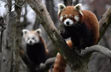 Deux pandas roux du zoo de Berlin