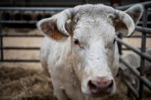 La vache Ideale, égérie du Salon de l'Agriculture, le 21 février 2020 à la Porte de Versaille, à Paris