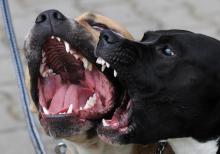 Rééduquer les chiens agressifs par la salive? Une méthode qui dérange les professionnels. Photo d'illustration prise en novembre 2019