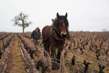 Un cheval est utilisé pour désherber entre les rangs de vigne à Sassay, dans le Loir-et-Cher, le 31 janvier 2020