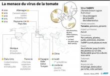 Nouveau virus de la tomate : données et pays touchés