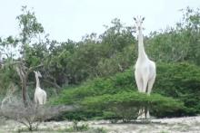 Girafe blanche au Kenya