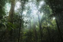Les forêts peuvent perdre certaines de leurs facultés, à cause d’une augmentation trop importante de la quantité de CO2 dans l'atmosphère