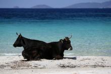 Deux vaches sur une plage déserte à Porticcio, en Corse, en raison du confinement, le 5 avril 2020