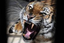 Nouveaux espoirs pour la conversation des tigres du Bengale (ici une femelle) au Bangladesh