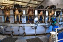 Traite des vaches dans une ferme à Drucat, dans le nord-est de la France