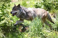 L'hypothèse d'une présence d'un loup, espèce protégée, dans une zone du département de Seine-Maritime se précise