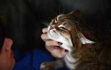 Un chat a été testé positif au coronavirus pour la première fois en France après avoir probablement été infecté par ses propriétaires