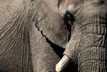 Un éléphant du parc animalier de Thoiry, le 29 mai 2020