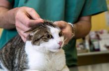 Un chat est examiné par un vétérinaire lors d'un contrôle médical en août 2014 à Steenvoorde, dans le Nord