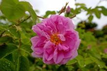 La rose Centifolia en fleurs à Grasse le 14 mai 2020 attend d'être cueillie pour la parfumerie Dior