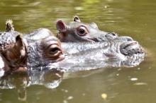 Les hippopotames du zoo d'Amnéville 