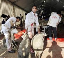 Aid el-Kébir, le sacrifice du mouton 