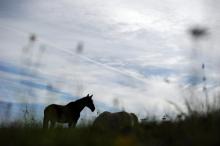 La Fédération française d'équitation a annoncé mercredi qu'elle se portait partie civile aux côtés des propriétaires de chevaux, poneys et ânes qui ont été tués ou mutilés ces derniers mois en France