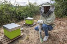 Le réfugien érythréen Abel Yosef Abraham devant les deux ruches qu'il vient d'acquérir, le 26 août 2020 à Pessat-Villeneuve, dans le Puy-de-Dôme