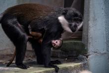 Keyah, un singe cercopithèque, et son bébé le 1er août 2020 au zoo de Mulhouse