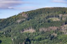 Vue de la forêt des Vosges attaquée par un insecte ravageur, le 18 août 2020 à Ban-sur-Meurthe-Clefcy