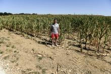 L'agriculteur Sébastien Méry dans son champ de maïs, à Chevannes le 7 août 2020