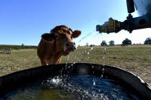Une vache Limousine se rafraîchit au robinet d'une citerne d'eau, le 5 août 2020 à Vivoin, dans l'ouest de la France