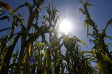 Les épisodes de sécheresse se multiplient dans l'Hexagone, le gouvernement va accorder des aides supplementaires aux agriculteurs