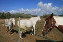 Trois chevaux dans un champ en Bretagne.