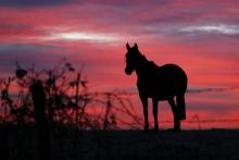 Un cheval à l'aube dans un pré de Mortree, en Normandie, le 18 janvier 2019