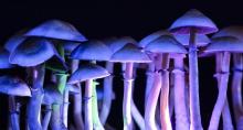 Les champignons hallucinogènes permettent, chez certaines personnes, de soulager la dépression