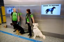A l'aéroport d'Helsinki, en Finlande, des chiens renifleurs permettent de détecter les personnes infectées par la coronavirus