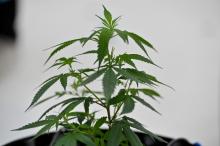 Cannabis, une plante qui gagne du terrain 