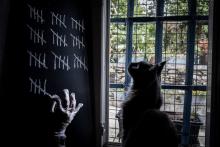 Un habitant note le nombre de jours depuis le début du confinement, sous l'oeil de son chat, à Givors, près de Lyon, le 5 mai 2020