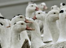 Des canards confinés dans une ferme en raison de la grippe aviaire, le 22 février 2017 à Bourriot-Bergonce dans les Landes
