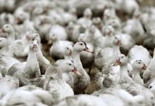 Des canards confinés dans une ferme de l'ouest de la France en février 2017 pour éviter une contamination par la grippe aviaire