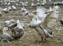 Des canards dans une ferme de Bourriot-Bergonce, dans les Landes, le 22 février 2017, département to
