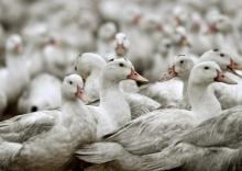 Un deuxième élevage de canards a été contaminé par une "influenza aviaire hautement pathogène H5N8" dans le département des Landes où "la maladie progresse"