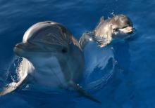 Des dauphins en captivité en Californie