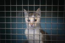 A partir de jeudi, "une tolérance sera accordée" dans les déplacements malgré le confinement pour les personnes souhaitant adopter un animal en refuge, comme l'avait demandé la SPA