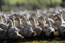 La France recensait vendredi 282 foyers de grippe aviaire dans ses élevages, dont l'immense majorité dans le Sud-Ouest
